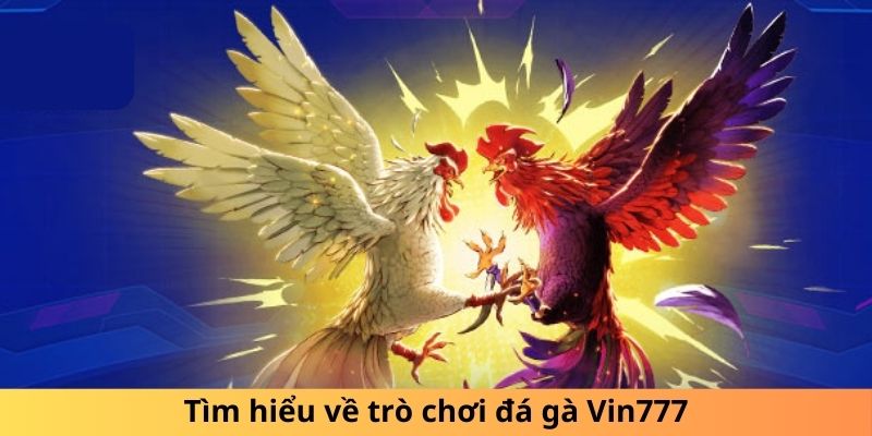 Tìm hiểu về trò chơi đá gà Vin777